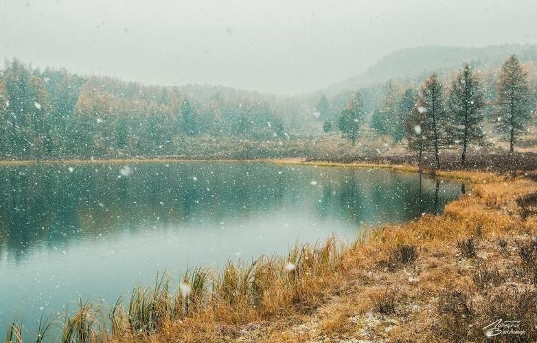 Где горы дышат розовым туманом: Алтайский маральник