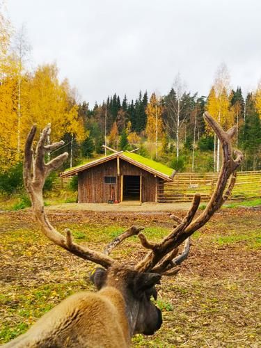 4 сочных дня в Карелии. Рускеала, Кивач и снегоходы